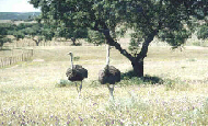 ostriches in Portugal